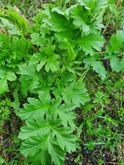 Tracheophyta