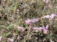 Frankenia thymifolia