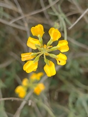 Coronilla minima lotoides