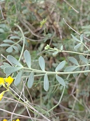 Coronilla minima lotoides