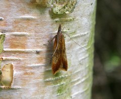 Dichomeris ustalella
