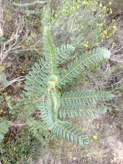 Astragalus alopecuroides
