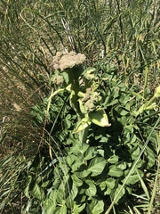Angelica hendersonii