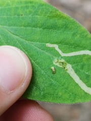 Aulagromyza hendeliana