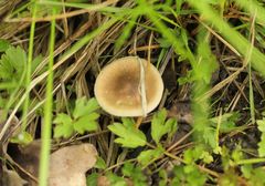 Lentinus substrictus