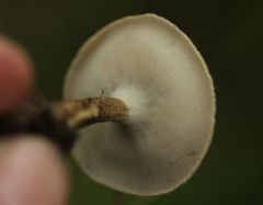 Lentinus substrictus