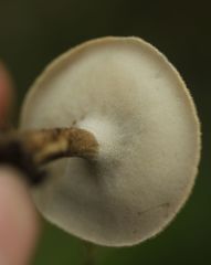 Lentinus substrictus