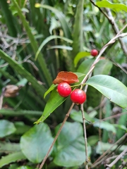 Eugenia pseudopsidium