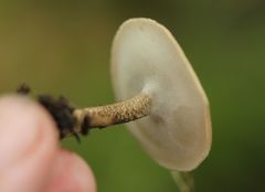 Lentinus substrictus