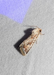 Proteuxoa florescens