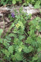 Coronilla coronata