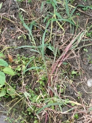 Xenochrophis vittatus