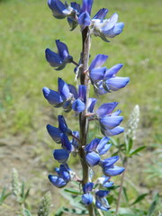 Lupinus sericeus
