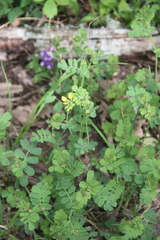 Coronilla coronata