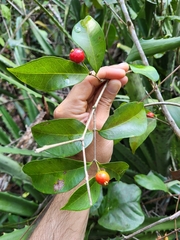 Eugenia pseudopsidium