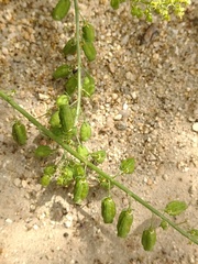 Reseda stricta