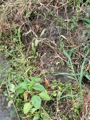 Xenochrophis vittatus