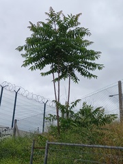 Ailanthus altissima