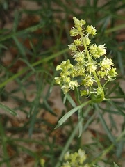 Reseda stricta