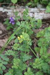 Coronilla coronata