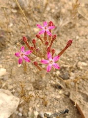 Pistorinia hispanica