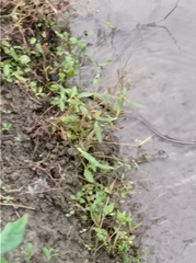 Xenochrophis vittatus
