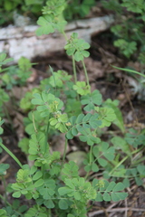 Coronilla coronata