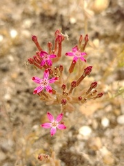 Pistorinia hispanica