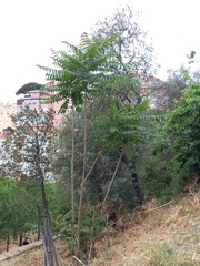 Ailanthus altissima