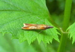 Dichomeris ustalella
