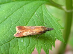 Dichomeris ustalella