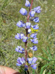 Lupinus caudatus