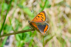 Lycaena phlaeas eleus