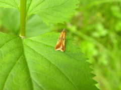 Dichomeris ustalella