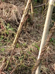 Xenochrophis vittatus