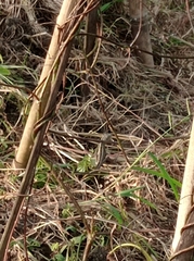 Xenochrophis vittatus