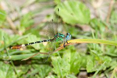 Erpetogomphus eutainia