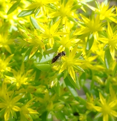 Toxomerus marginatus