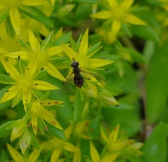 Toxomerus marginatus