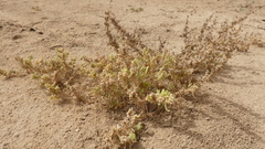 Suaeda aegyptiaca