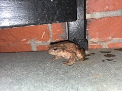 Bufo verrucosissimus