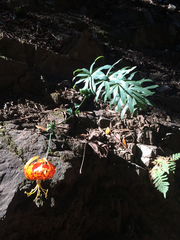 Lilium humboldtii