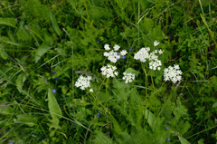 Meum athamanticum