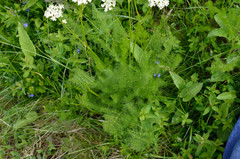 Meum athamanticum