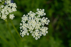 Meum athamanticum