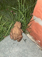 Bufo verrucosissimus