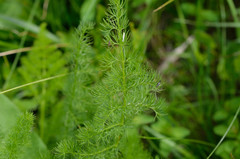 Meum athamanticum