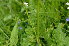 Meum athamanticum