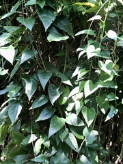 Cissus repens