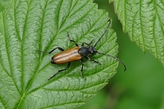 Paracorymbia maculicornis
